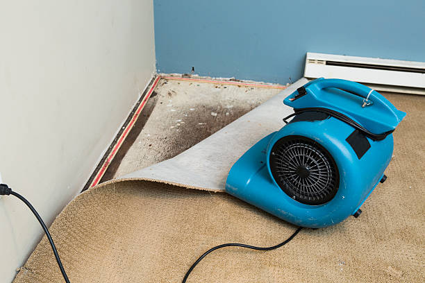 Best Professional water damage repair  in Colstrip, MT